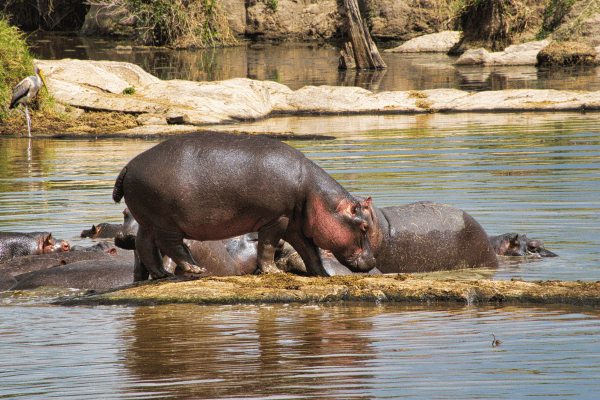 Amboseli National Park in Kenya