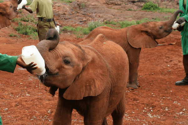 David Sheldrick Wildlife Trust in Nairobi, Kenya