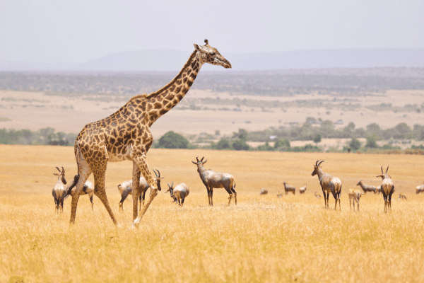 Masai Mara National Park in Kenya