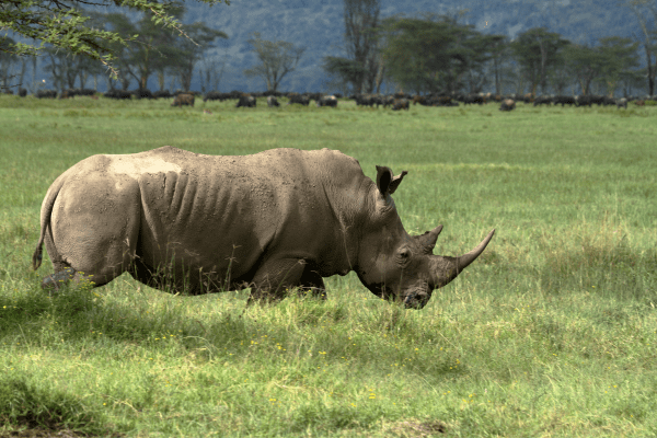 Nakuru National Park in Kenya