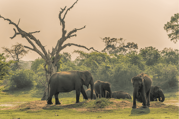 Yala National Park