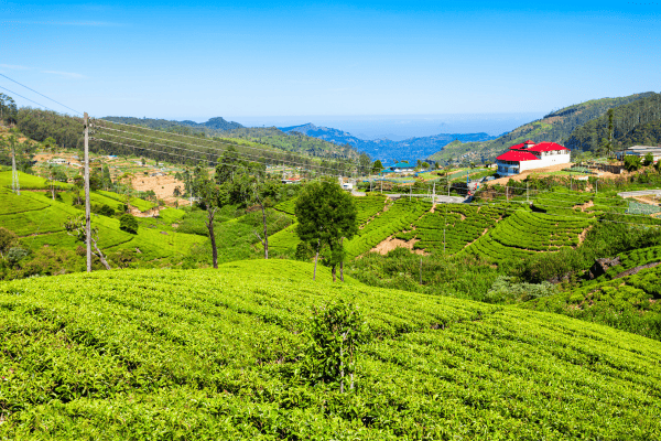 Expansive Tea Plantations of Sri Lanka