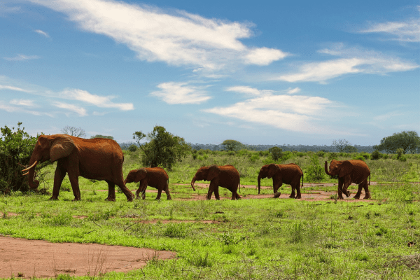 Tsavo National Park in Kenya 